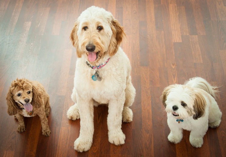 Hardwood floors and pets